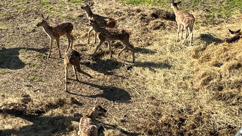 A group of young deer stands and lies in a field of hay and grass.