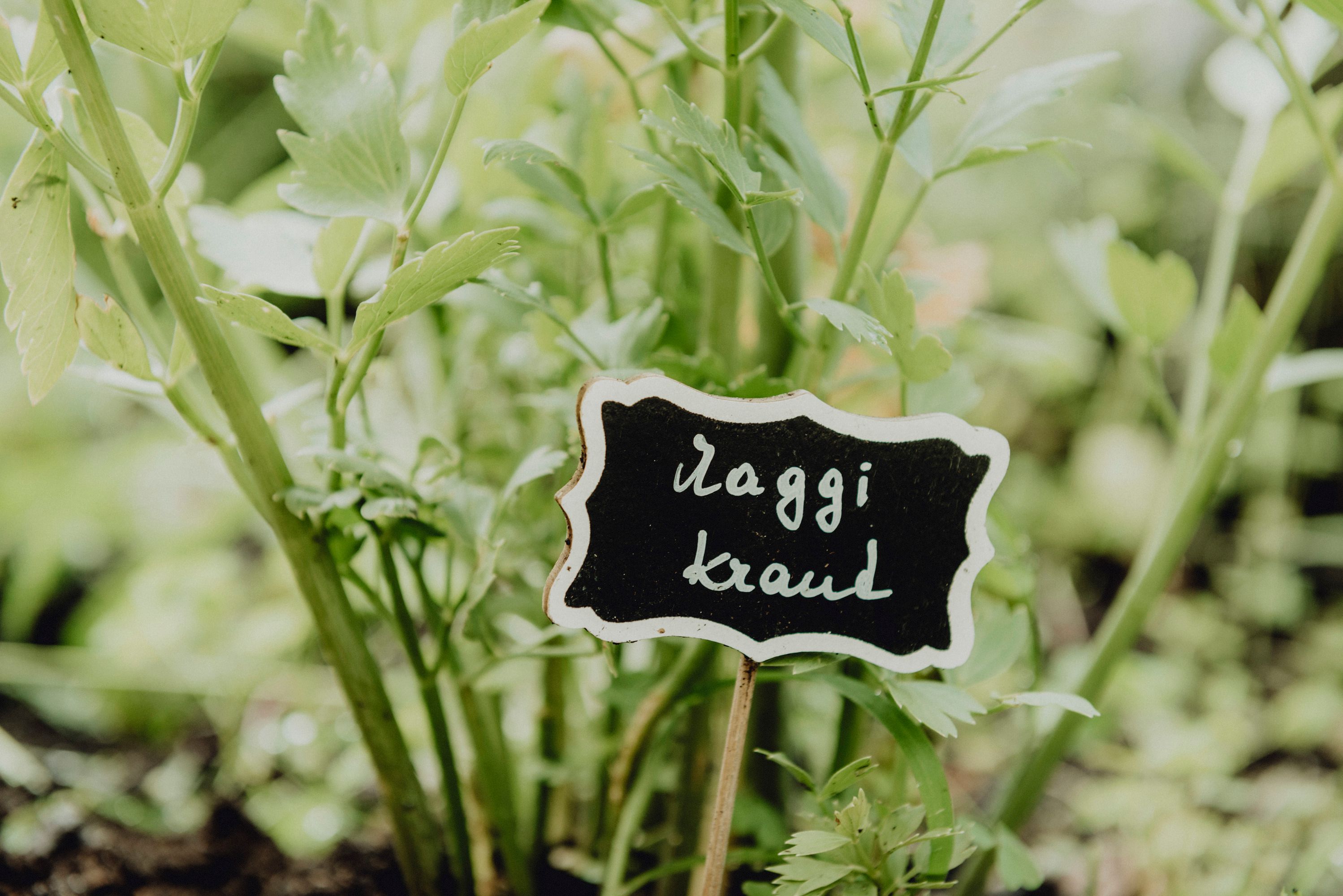 Close-up of green herbs with a sign saying 'Maggikraut'.