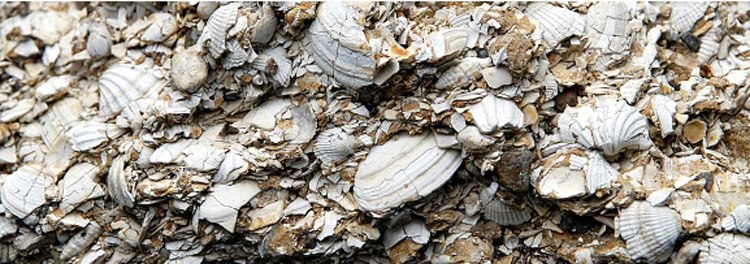 Close-up of broken mussel shells in various sizes and shapes.