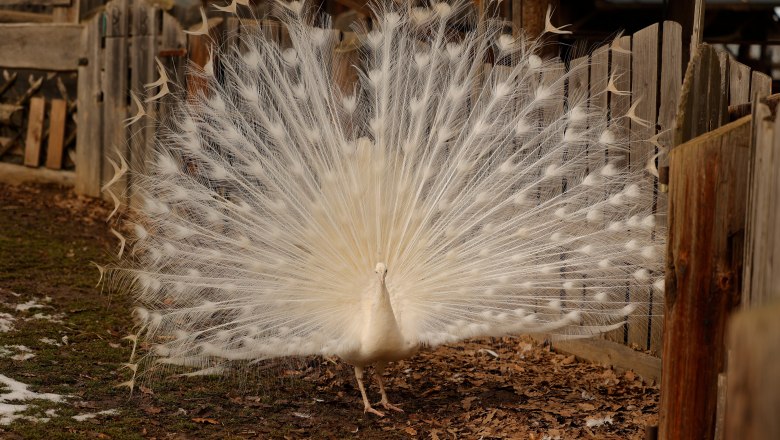 A white peacock with its wheel spread out in the open.