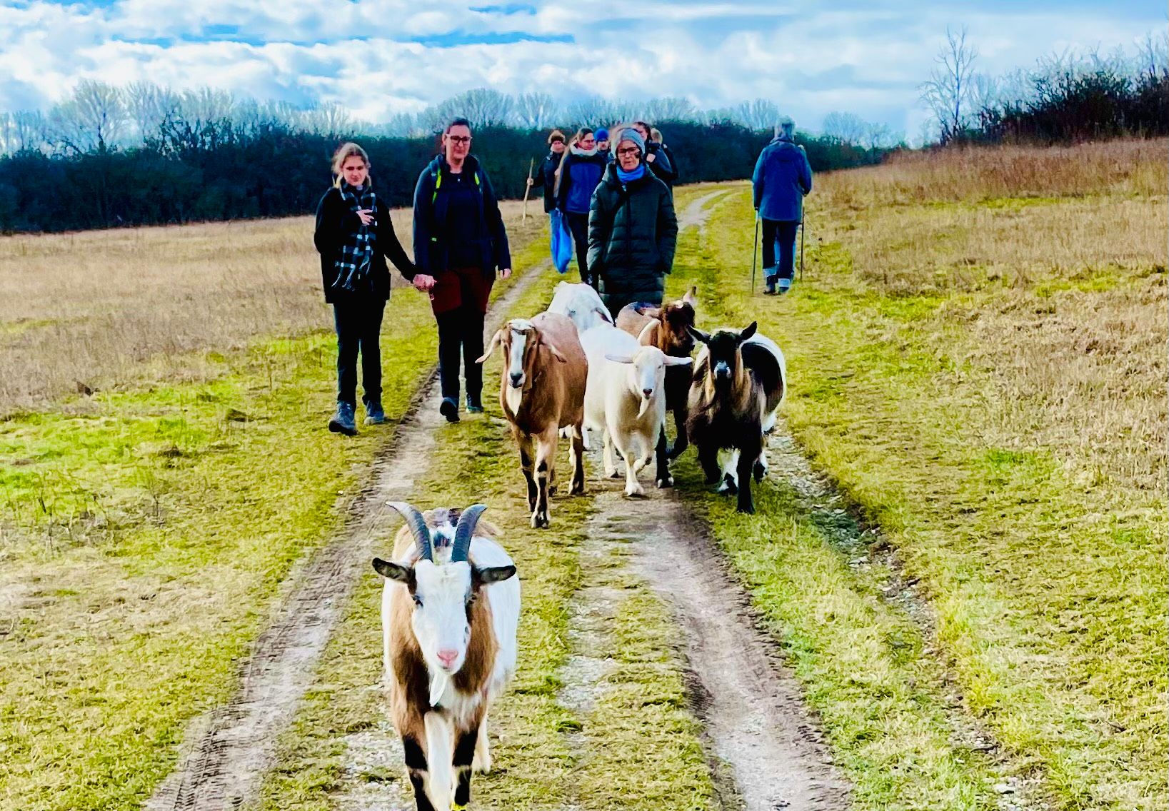 People walking with goats on a country lane.
