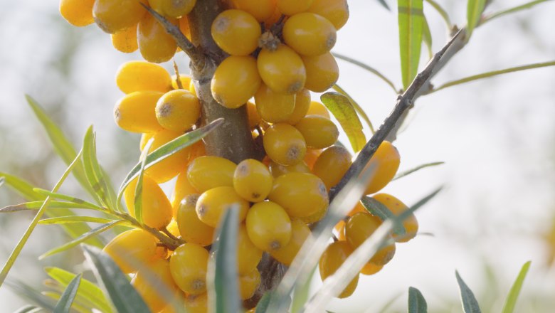 Sea buckthorn, &copy; Andel Film