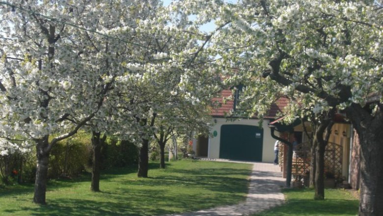 A flowering garden with cherry trees and a paved path leading to a building with a green gate.