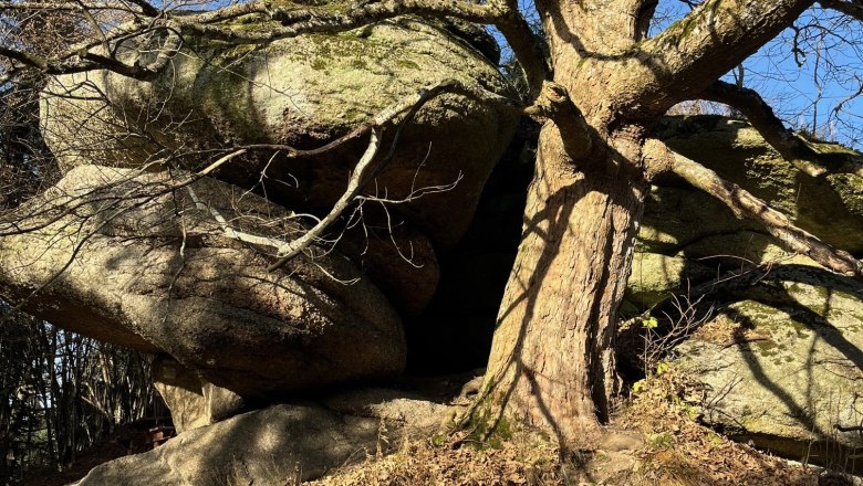 A large tree with branching branches stands next to massive boulders on a leaf-covered ground under a clear blue sky.