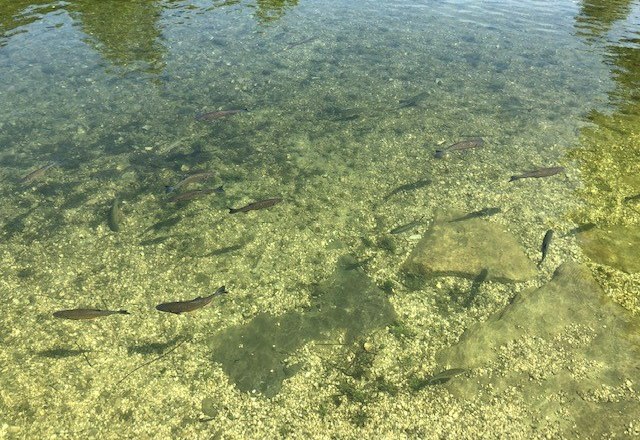 Swimming with fish, © Martin Ruckensteiner