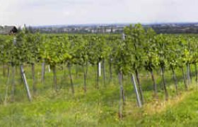 Panoramic view of a green vineyard field with rows of vines and a distant horizon.