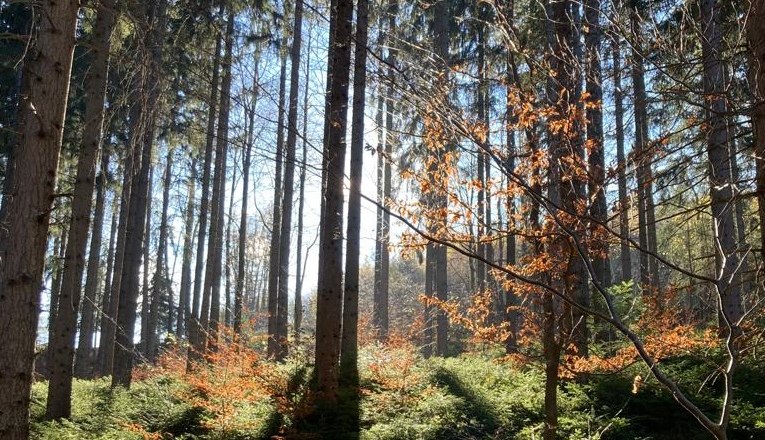 A sun-drenched forest with tall trees and orange foliage.