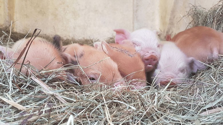 Kune Kune piglets. Offspring at the Edermühle., © Edermühle