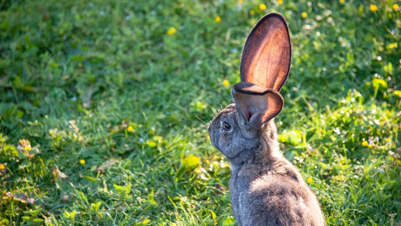Rabbits in the Edermühle, © Josef Herfert