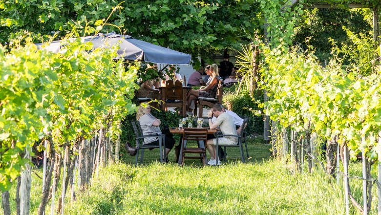 Sitting in the vineyard