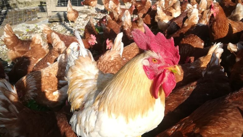 A rooster stands surrounded by many brown hens on a green meadow in front of a fence.