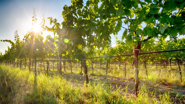 Weingarten_Winery Stefan Hagmann, &copy; Weingut Hof zu Priel