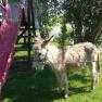 A donkey stands next to a red slide in the garden.