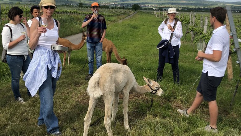 Wine experience hike with alpacas, &copy; Kamptal Alpakas, Herr Popp