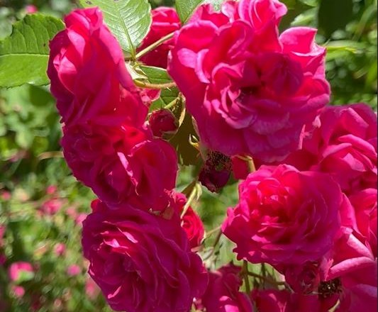Close-up of bright pink rose petals in the sunlight.