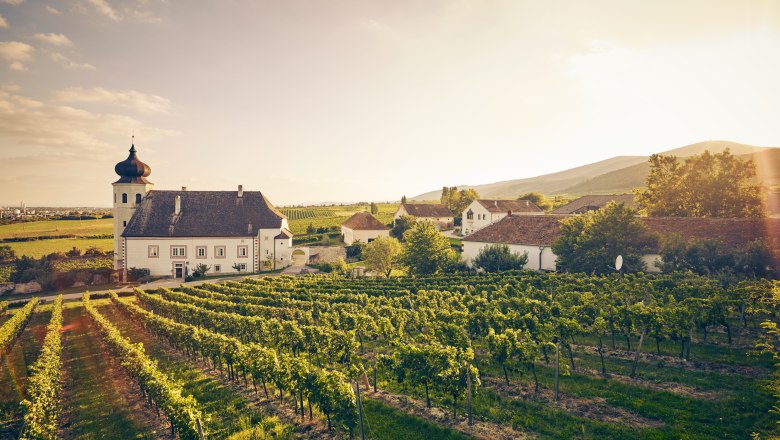 Winery with church and vines at sunset.