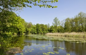 A calm lake with water lilies and surrounded by green trees under a clear blue sky.