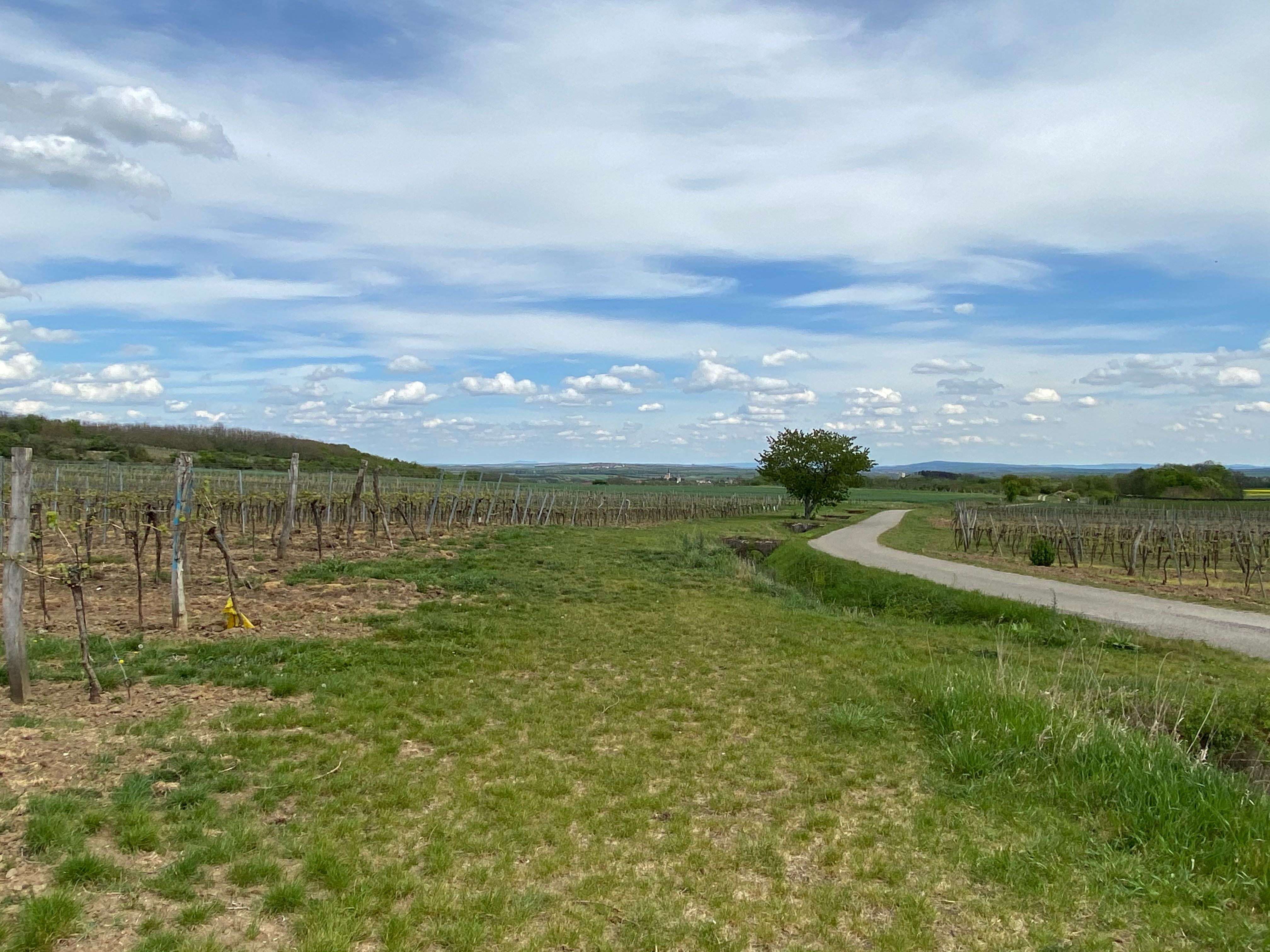 Vineyards with a path and a tree under a blue sky with clouds.