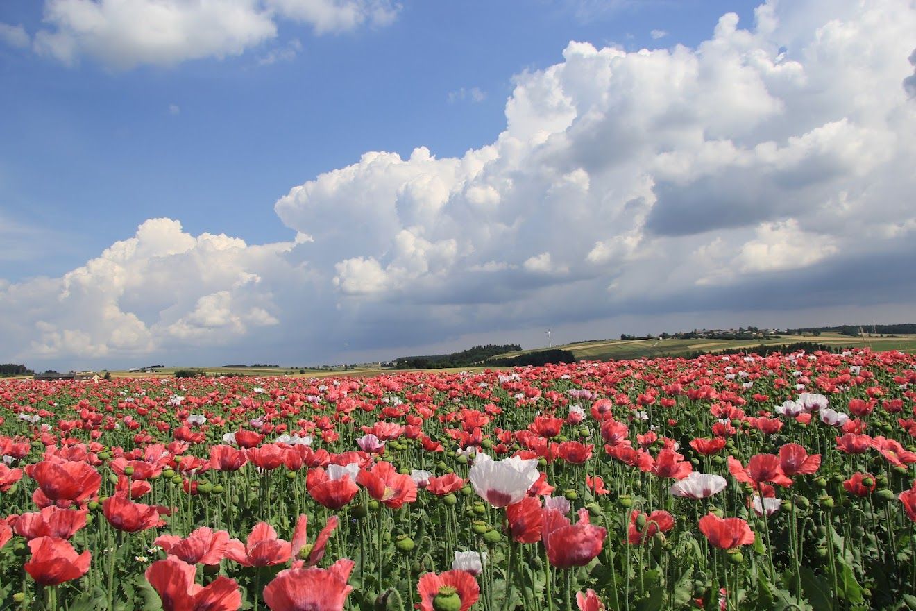 View towards Pleßberg with poppy blossom