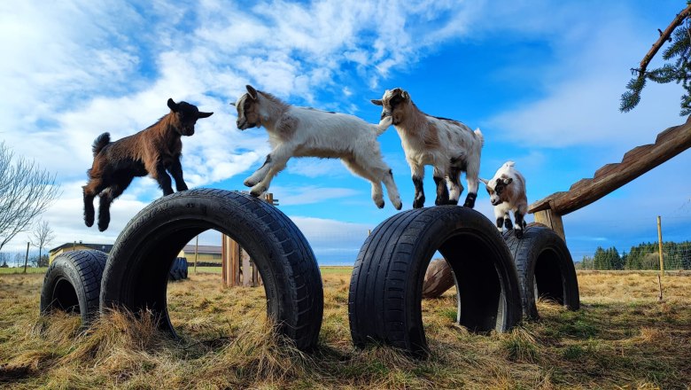 Dwarf goats, &copy; 4TatzenHof, Daniel Tatzer