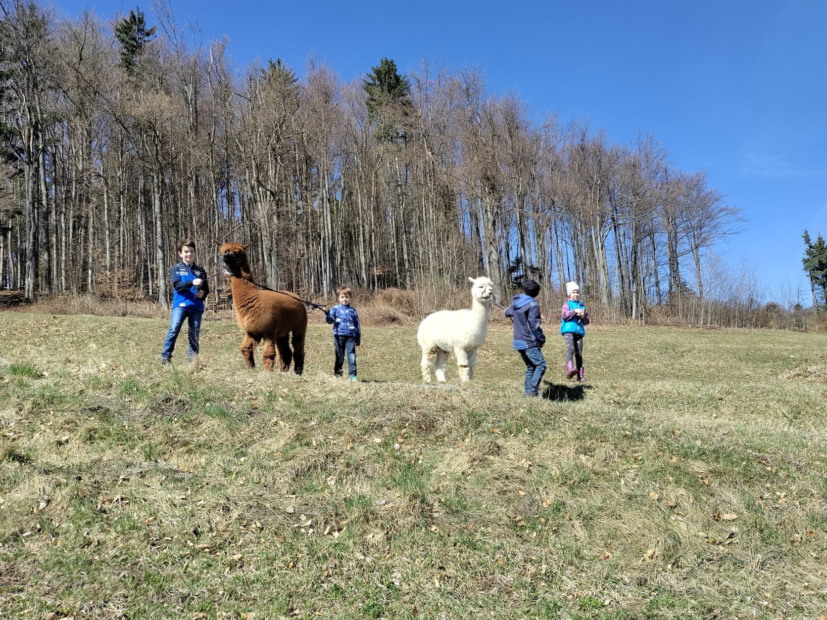 Children leading alpacas on a meadow in front of a forest.