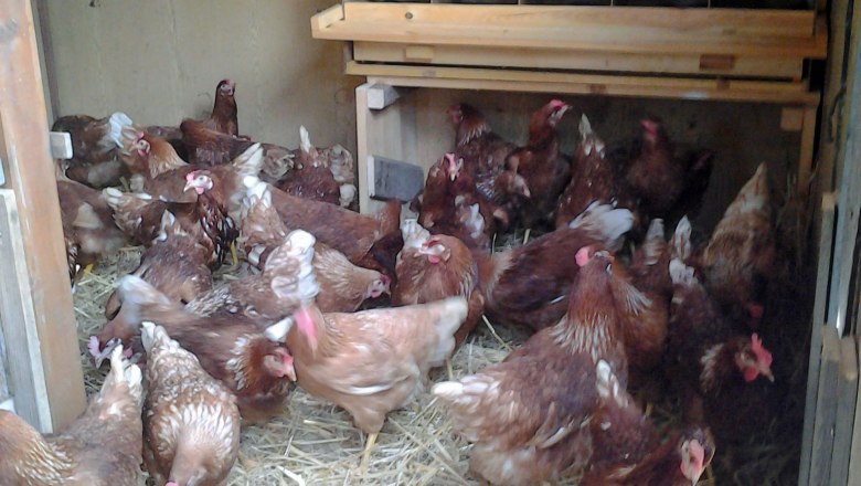 Chickens in a coop with nesting boxes and straw on the floor.