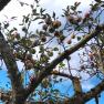 Apples hanging on the tree, blue sky and clouds behind them