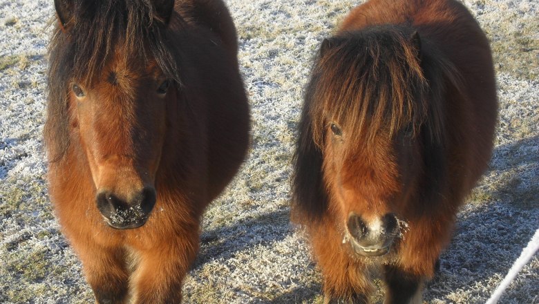 Two ponies stand on a frosty meadow and look into the camera.