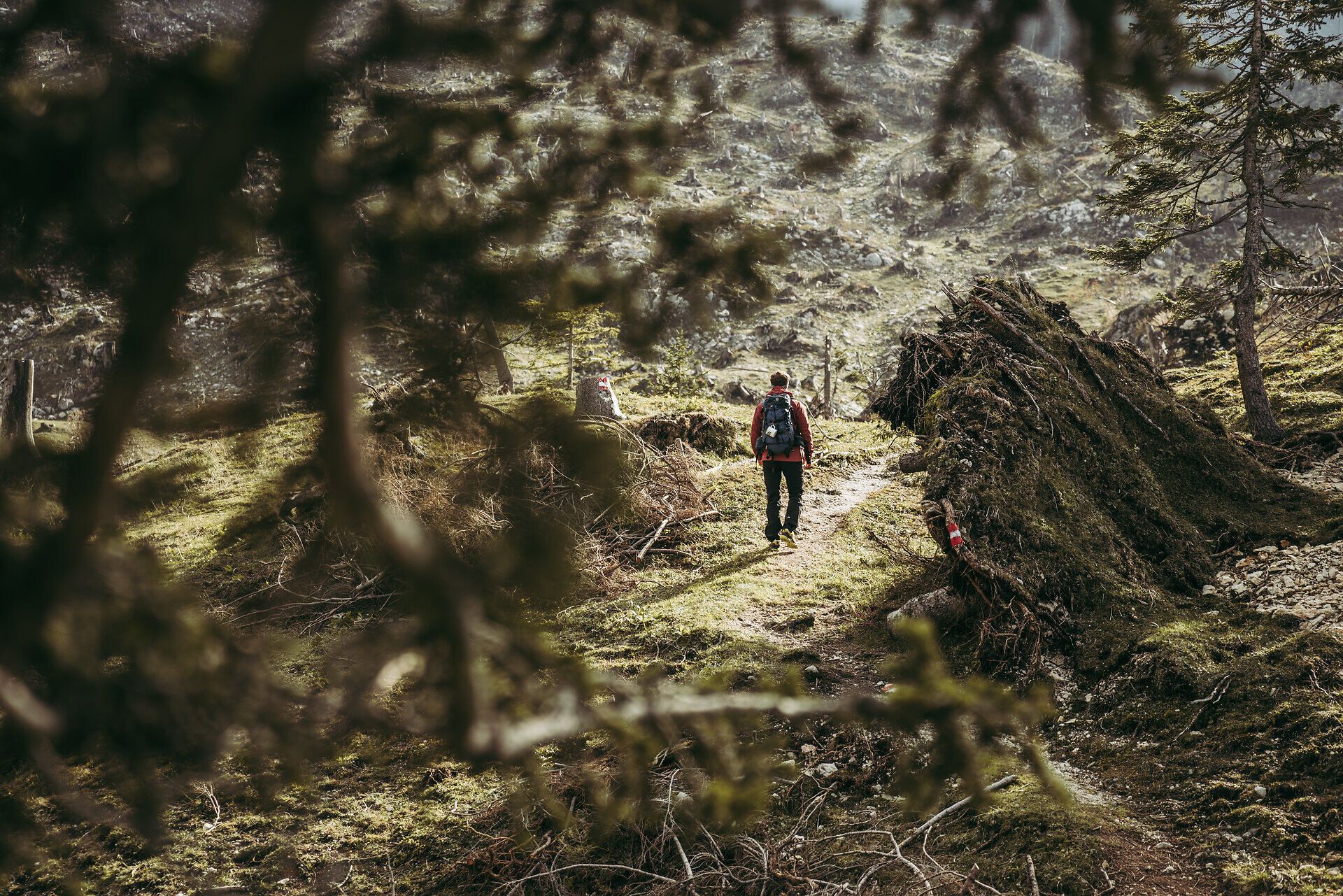 Ein Wanderer genießt die Ruhe und die frische Luft der Ybbstaler Alpen, während er auf einem schmalen Pfad durch die üppige, grüne Landschaft schreitet. Umgeben von majestätischen Bäumen und sanften Hügeln, bietet die Natur hier eine perfekte Kulisse für Erholung und Abenteuer.