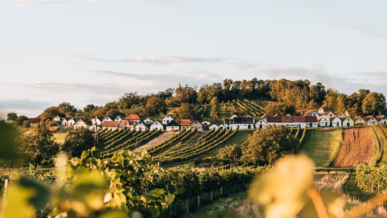 View of the Galgenberg wine cellar lane with vineyards in the foreground.