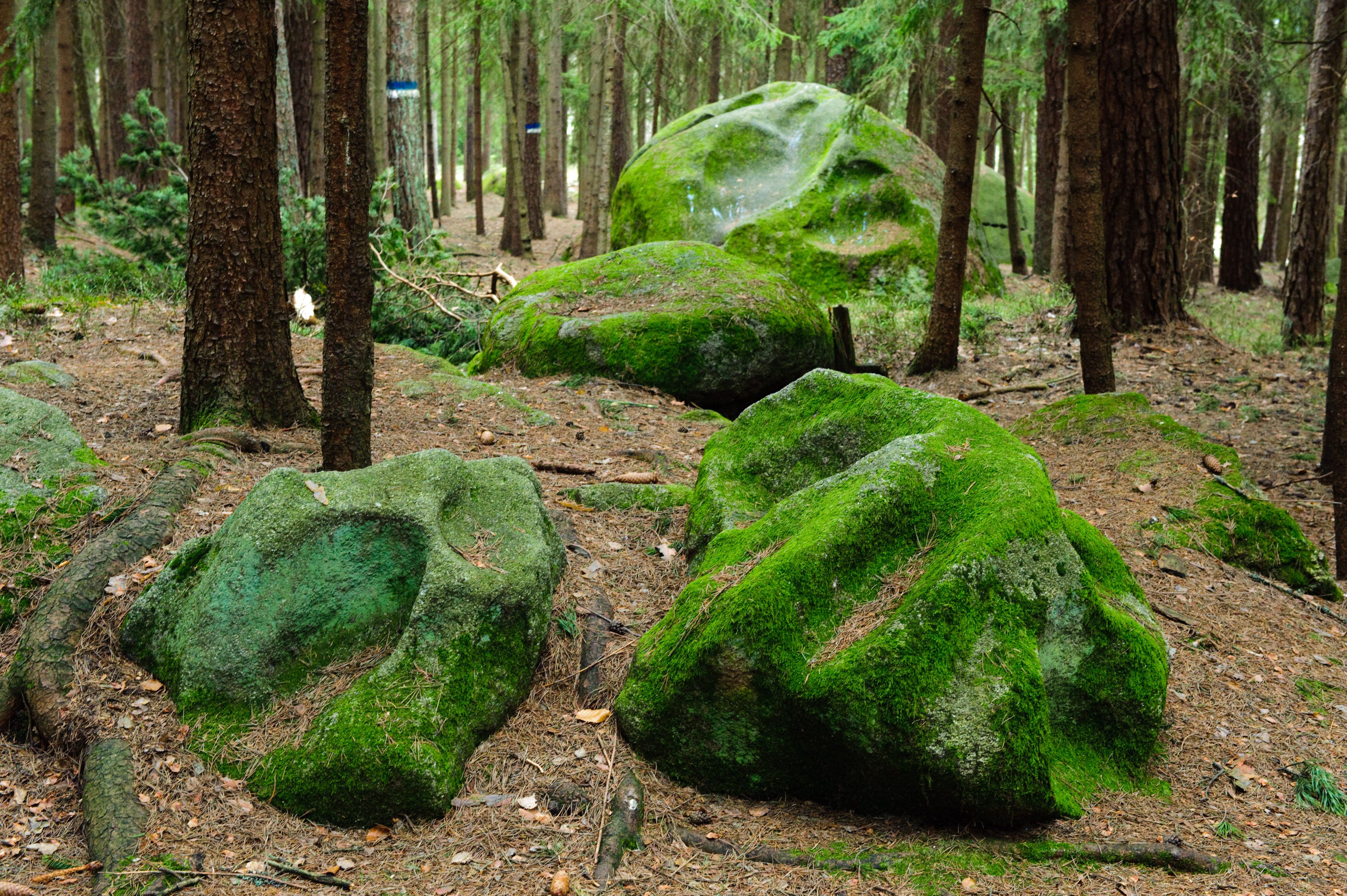 Moss-covered rocks in the forest.