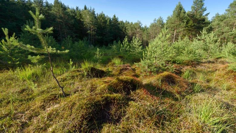 A green moorland with young pines and grass, surrounded by a dense forest under a blue sky.