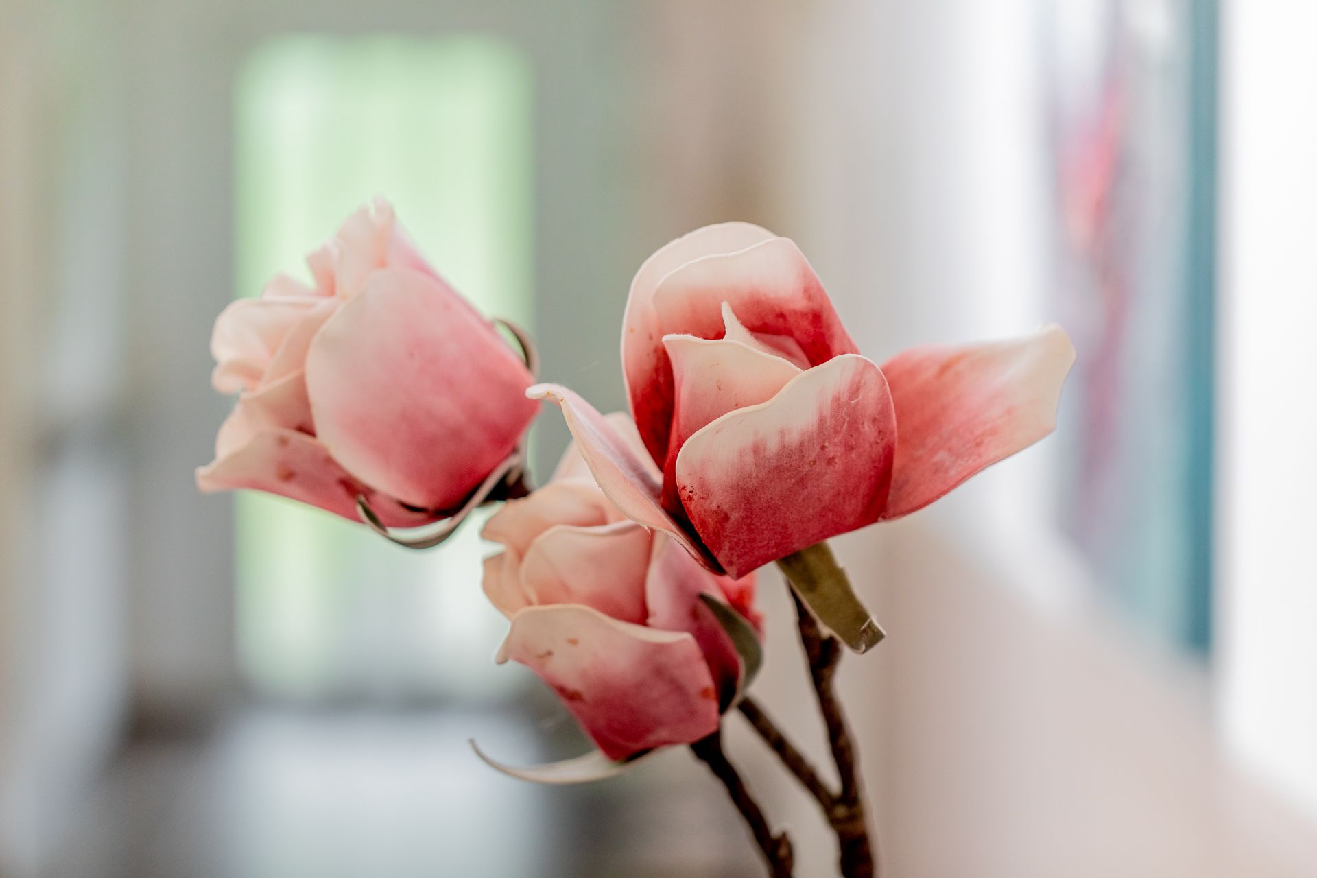 Close-up of pink flowers in an interior.