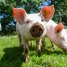 Bei uns fühl sich auch die Schweine SAUwohl, © Familie Morgenbesser