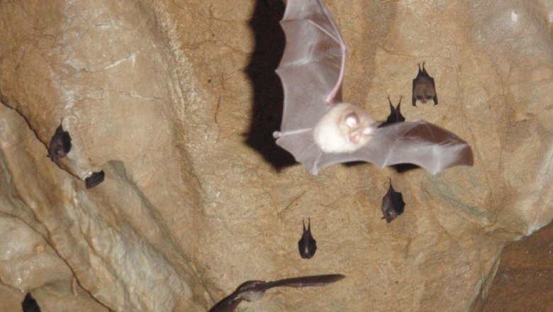 Bats fly in a cave.