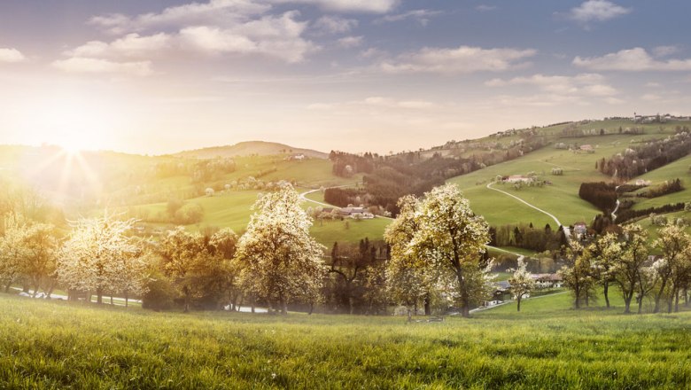 Sea of white blossoms along the Most Road, © Niederösterreich-Werbung/Michael Liebert