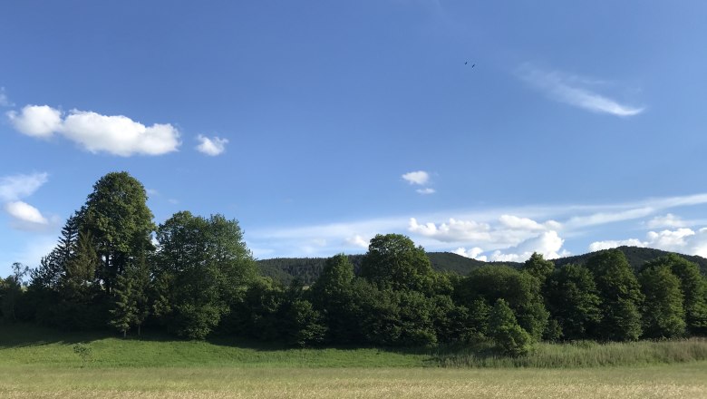 Green meadow with trees and blue sky in the background.