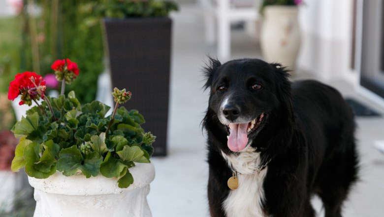 Vacation apartment Büller, Petronell-Carnuntum, © Christina Leurer