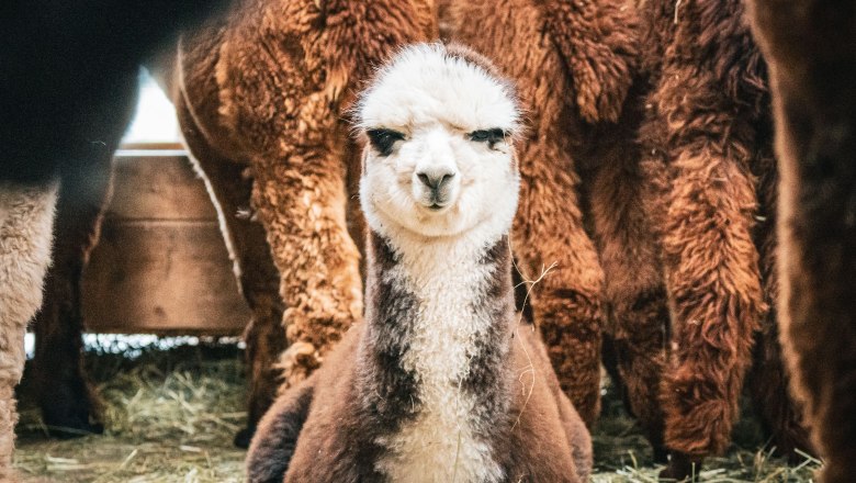 A sitting alpaca in the middle of a group of alpacas on a farm.