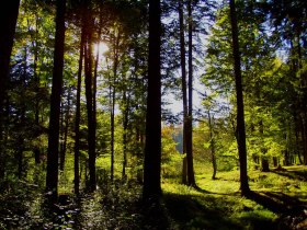 Waldlichtung, © Günter Witzmann