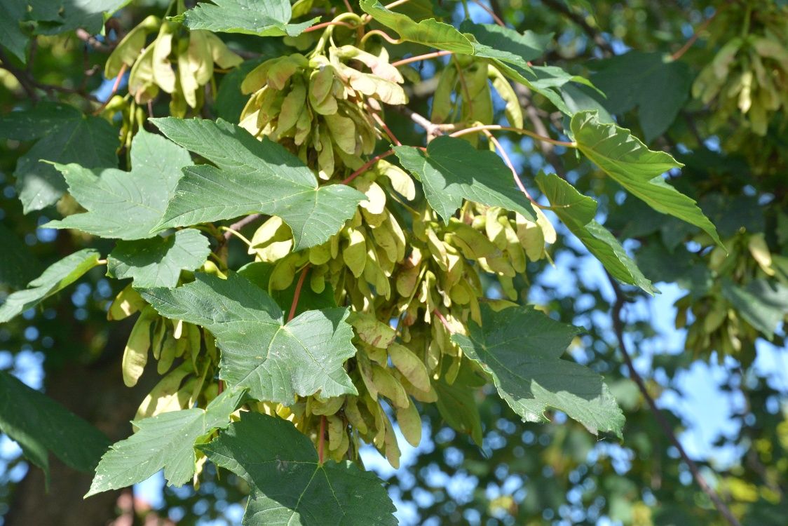 Close-up of maple leaves and seeds on a tree.