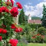 Red roses bloom in a monastery garden with a church in the background.