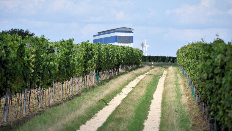 A path between vines leads to a blue building and a wind turbine in the background.