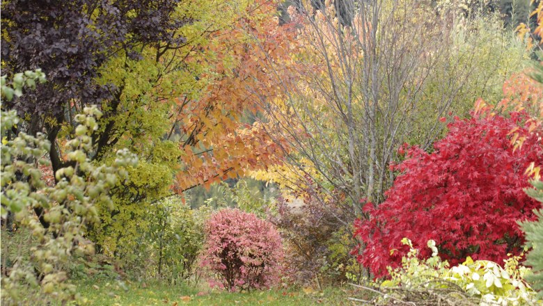 Colorful autumn trees and shrubs in the Ecolution.Lab.