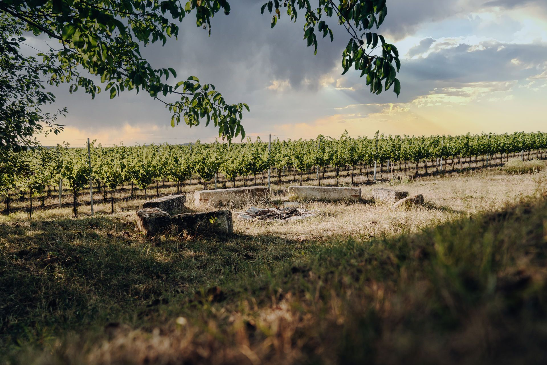 Campfire site on a meadow in front of a vineyard under a cloudy sky.
