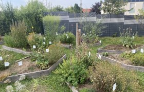 Herbal star, © Barbara Weilguni