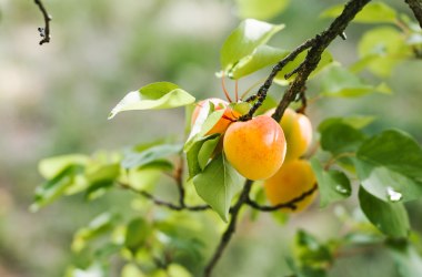 Hiking along the Apricot Experience Trail, © Niederösterreich Werbung/ Stefan Fuertbauer 