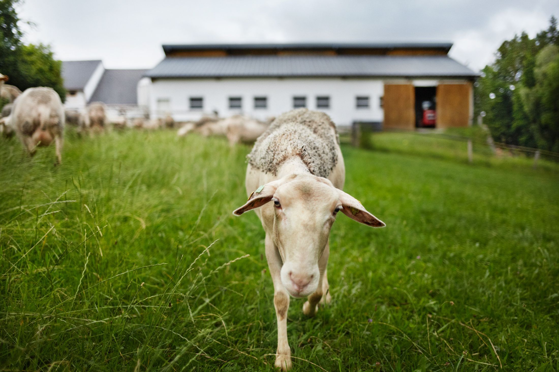 A sheep on a green meadow in front of a stable.