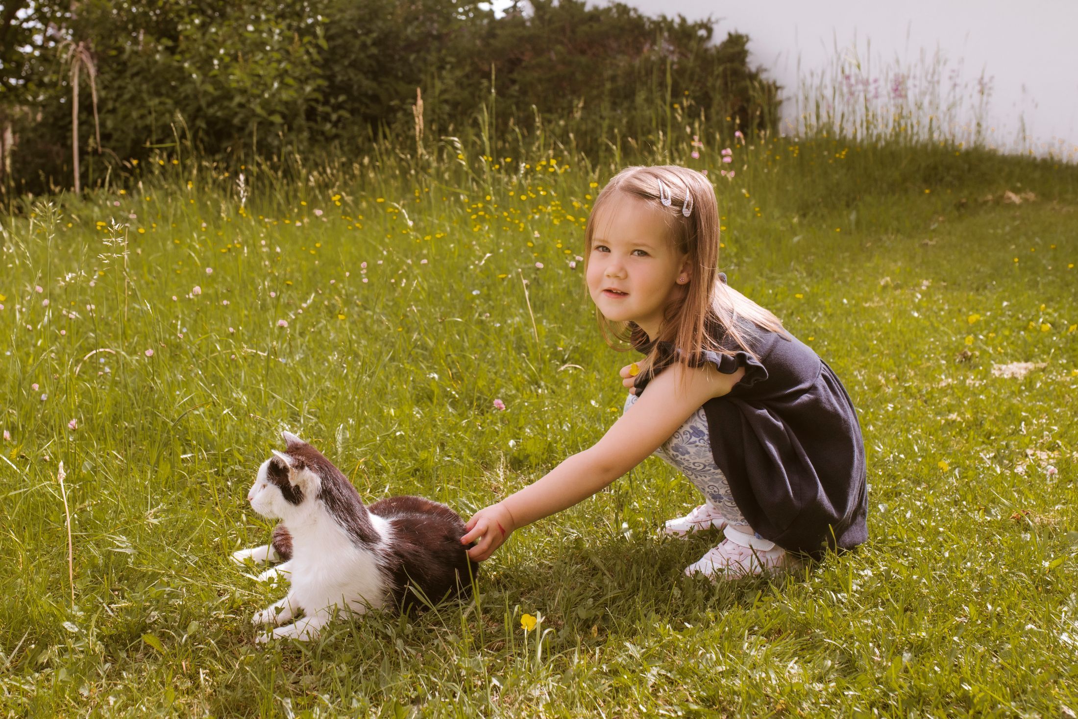 A little girl strokes a black and white cat in a meadow.