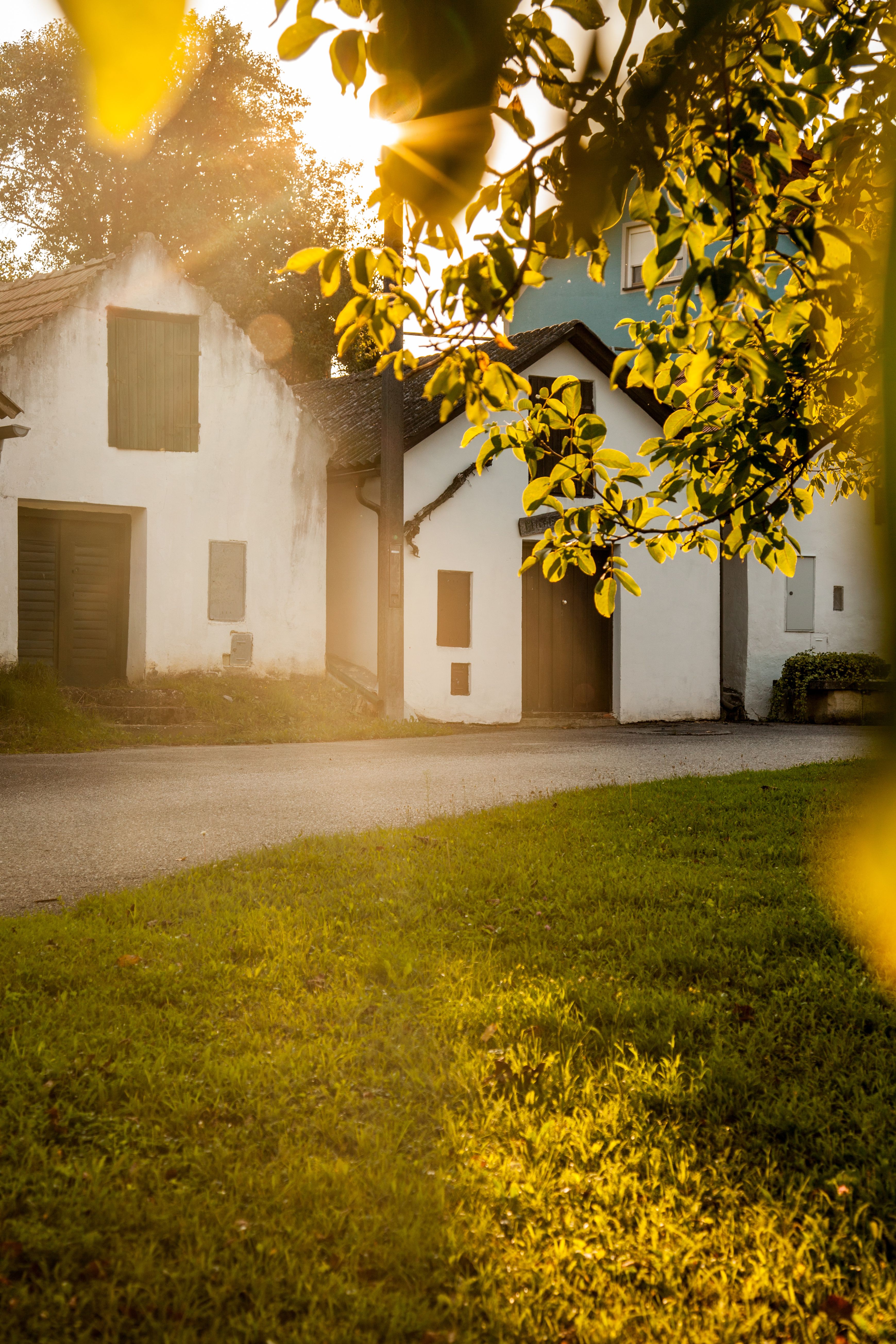 Green vineyard and a hiking sign with the inscription "Kellergasse Arbesthal". 